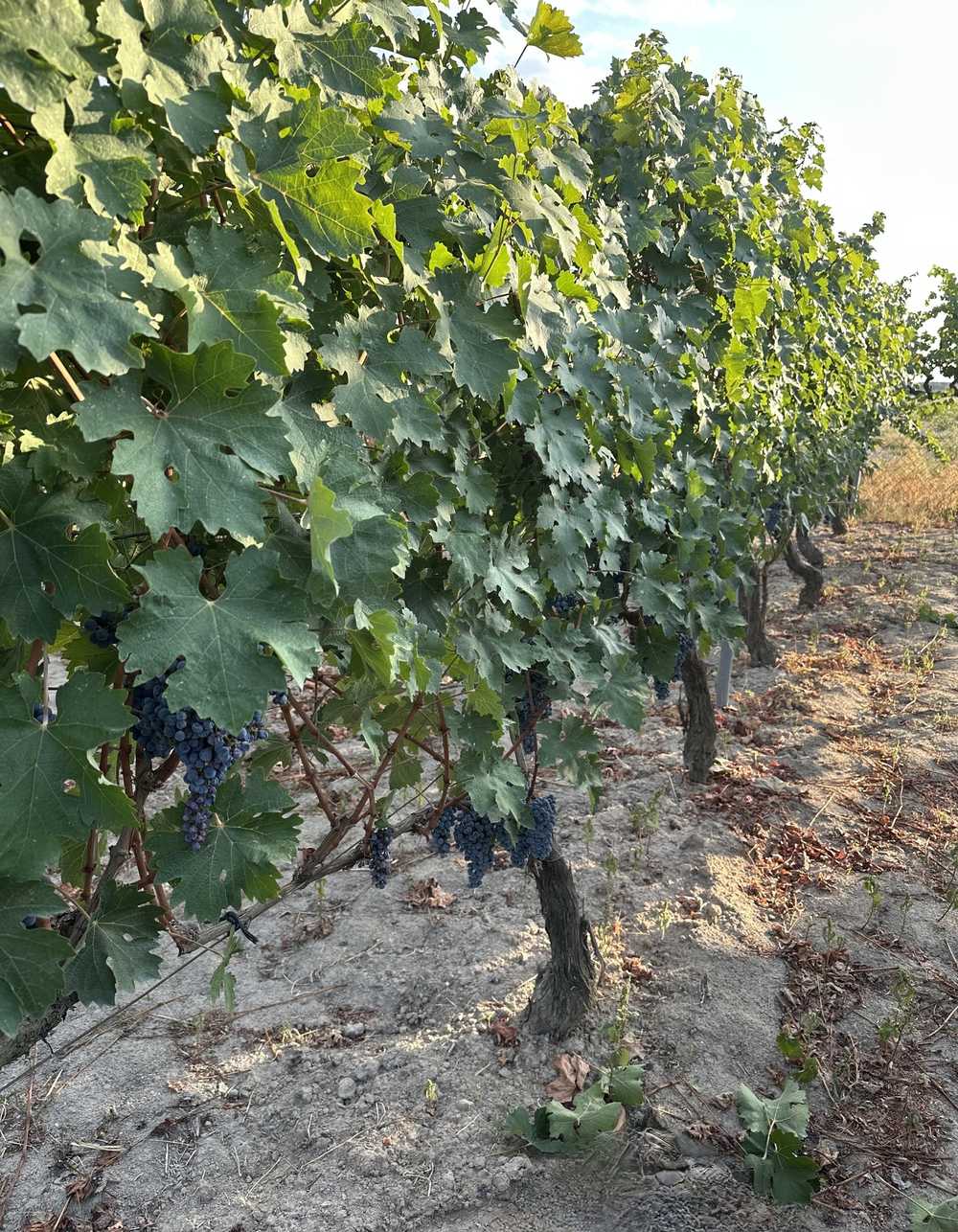 Resim-1: Bağlardan bir örnek